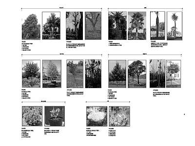 现代设计说明 绿化 施工图