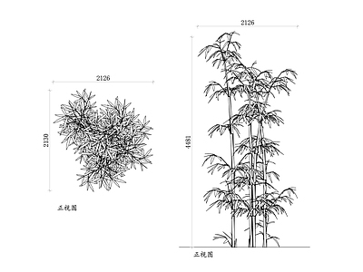 现代植物配置图库 竹子植物 竹植物 竹子 竹类植物 观赏竹子 施工图