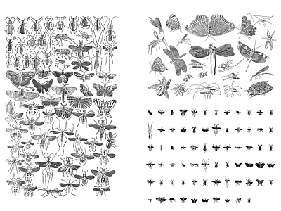 现代动物 昆虫 施工图