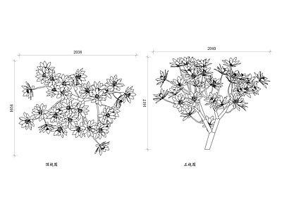 现代综合植物图库 鸡蛋 白鸡蛋 状鸡蛋 鸡蛋木 鸡蛋灌木 施工图