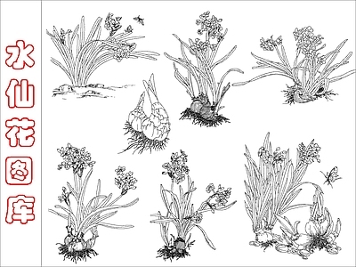 现代花 水仙图库 施工图