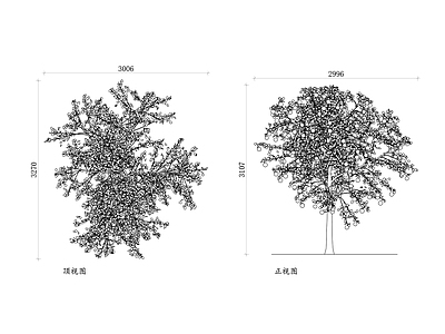 现代植物配置图库 苹果树 果园苹果树 观赏苹果树 园艺苹果树 果实苹果树 施工图