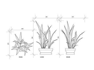 现代综合植物图库 虎皮兰 盆栽虎兰 虎尾兰盆栽 兰花虎尾 兰花虎皮兰 施工图