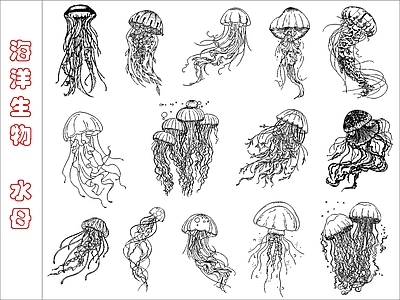 现代动物 海洋生物水母图库 施工图